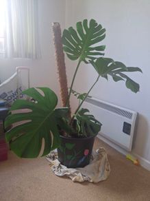Monstera