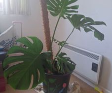 Monstera