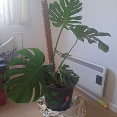 Monstera
