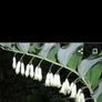 "Solomon's seal "(poligonadum). Image 5