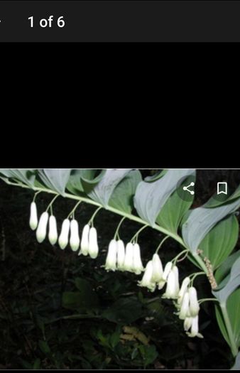 "Solomon's seal "(poligonadum).
