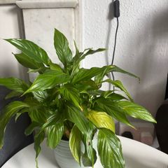 Peace lily plant