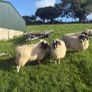 Sheep Image 6