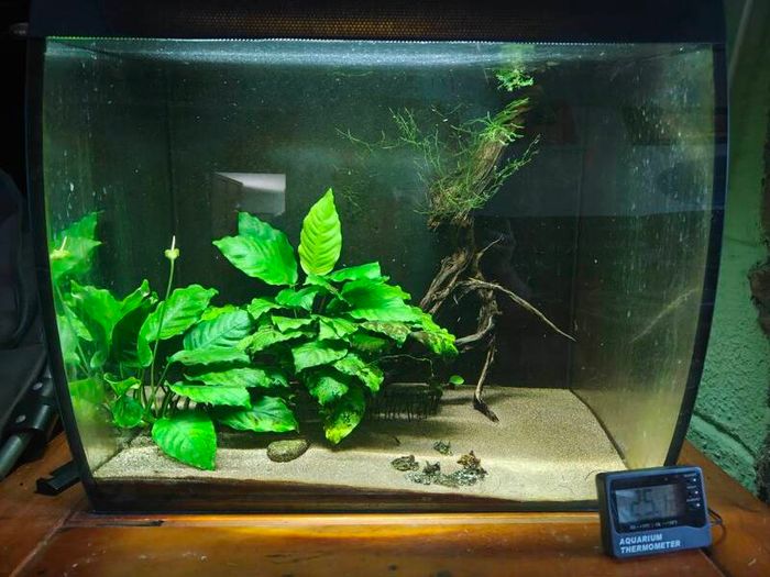 Fish tank with accessories and shrimps