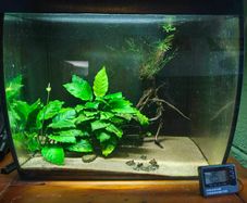 Fish tank with accessories and shrimps
