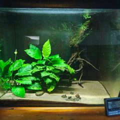 Fish tank with accessories and shrimps
