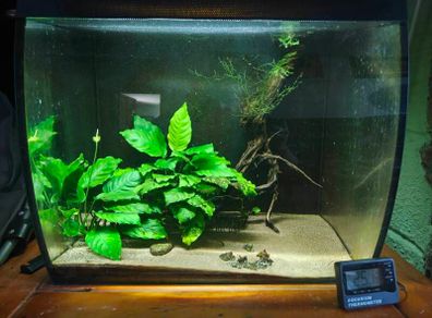 Fish tank with accessories and shrimps
