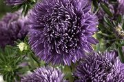 (A) Aster Trobador Purple seeds 0.2g (415694)