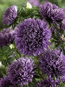 (A) Aster Trobador Purple seeds 0.2g (415694)