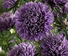 (A) Aster Trobador Purple seeds 0.2g (415694)