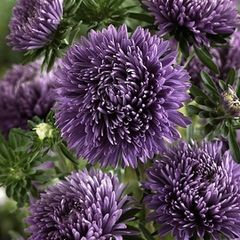 (A) Aster Trobador Purple seeds 0.2g (415694)