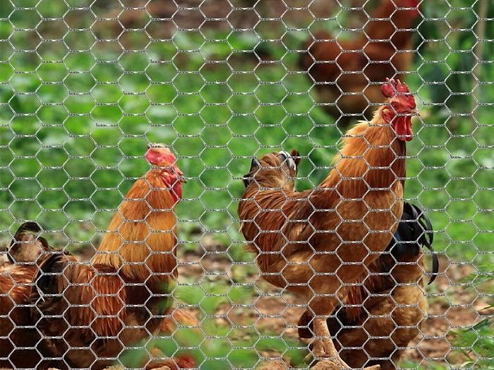Chicken Wire Mesh Roll, Galvanized Hexagonal Wire Mesh Fencing, Wire Poultry Netting, 1m x 25m, Hole Size: 25mm, Silver (FREE POSTAGE)