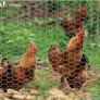 Chicken Wire Mesh Roll, Galvanized Hexagonal Wire Mesh Fencing, Wire Poultry Netting, 1m x 25m, Hole Size: 25mm, Silver (FREE POSTAGE) Image 6