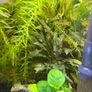 Fish Tank Plants Image 7