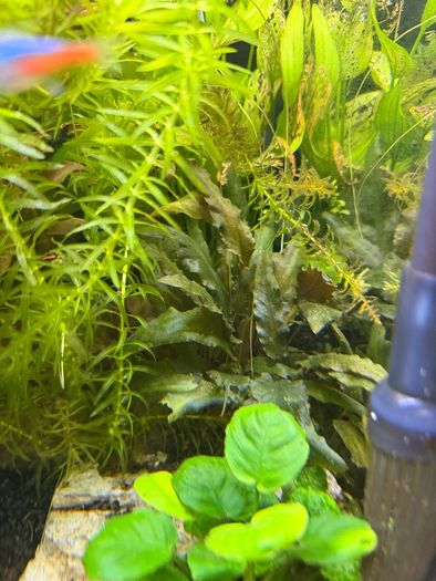 Fish Tank Plants