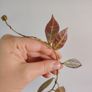 Hoya Rebecca Image 2