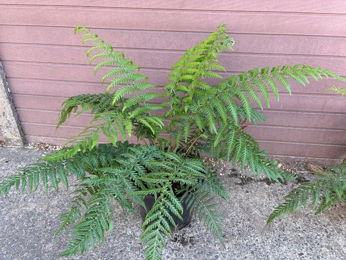 tree ferns