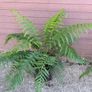 tree ferns Image 2