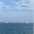 Papillon24