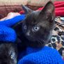 kittens Image 3