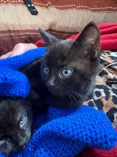 kittens