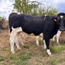 Pedigree In-calf British Friesian Heifers Image 10