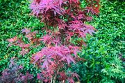 Japanese Acer