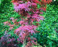 Japanese Acer