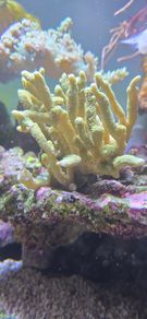 coral