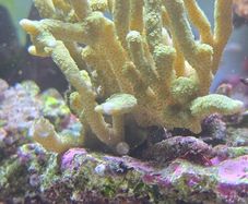 coral