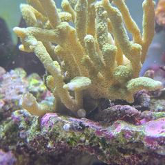 coral