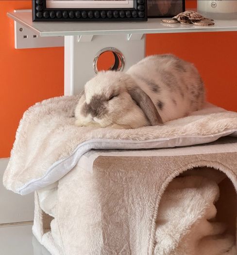 Mini Lop