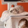 Mini Lop Image 6