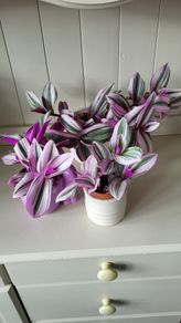 Tradescantia Nanouk.
