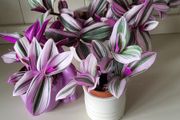 Tradescantia Nanouk.