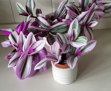 Tradescantia Nanouk.