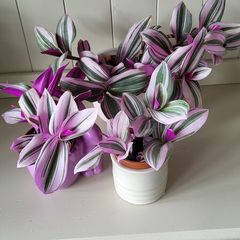 Tradescantia Nanouk.