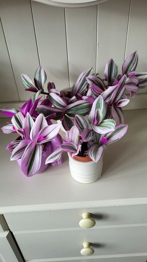 Tradescantia Nanouk.