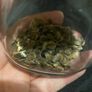 Large holly hock flower seeds (40) Image 4
