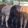 22 charlaois and limousine heifers 315kg Image 7