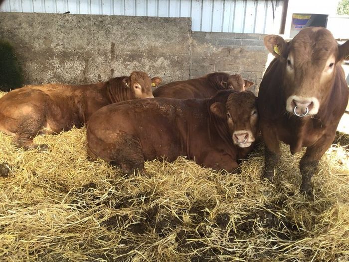 Pbr limousine bulls