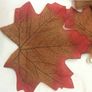 Maple Leaves Image 2