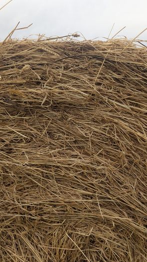 Excellent Quality Hay Bales