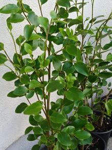 Garden Hedging,