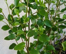 Garden Hedging,
