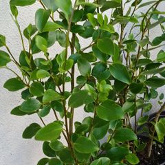 Garden Hedging,