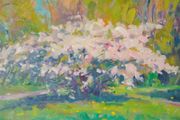 "Cherry Blossoms,Springtime,St Anns Park,Clontarf" Large Oil on Canvas Painting.Artist.Norman Teeling.
