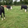 Livestock Image 7