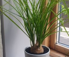 indoor plants