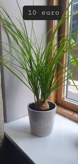 indoor plants